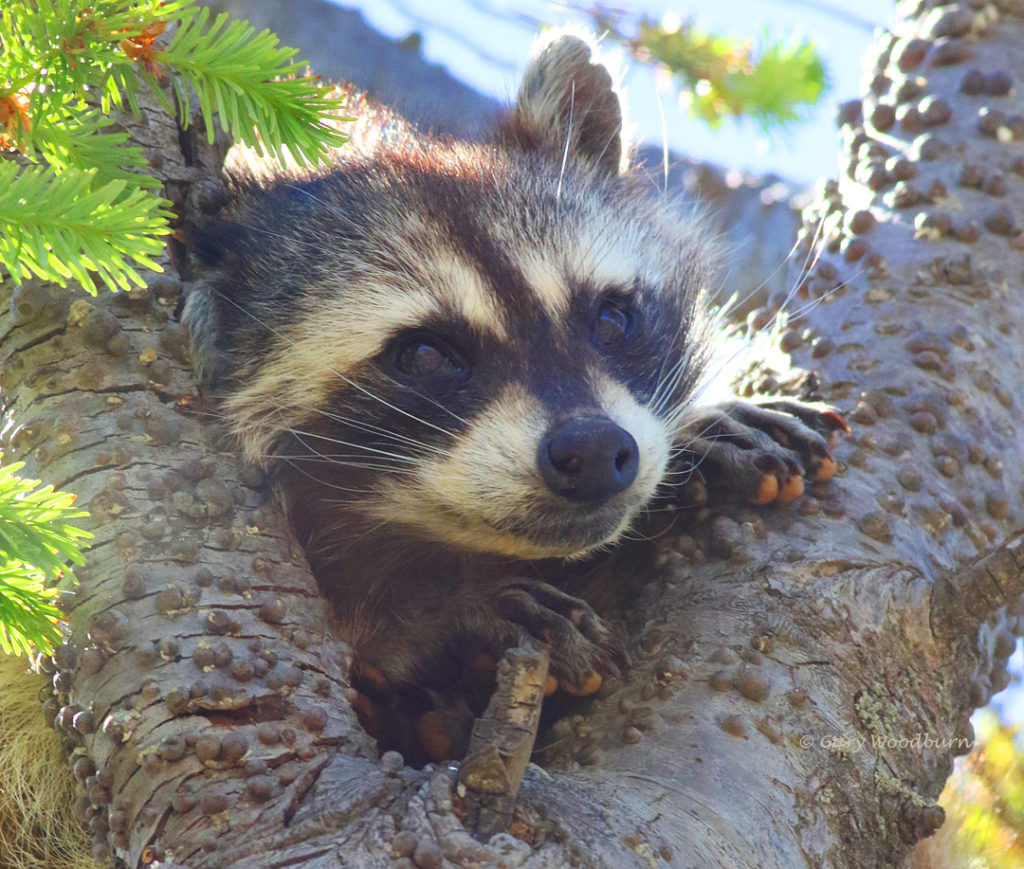 west shore photo of the week