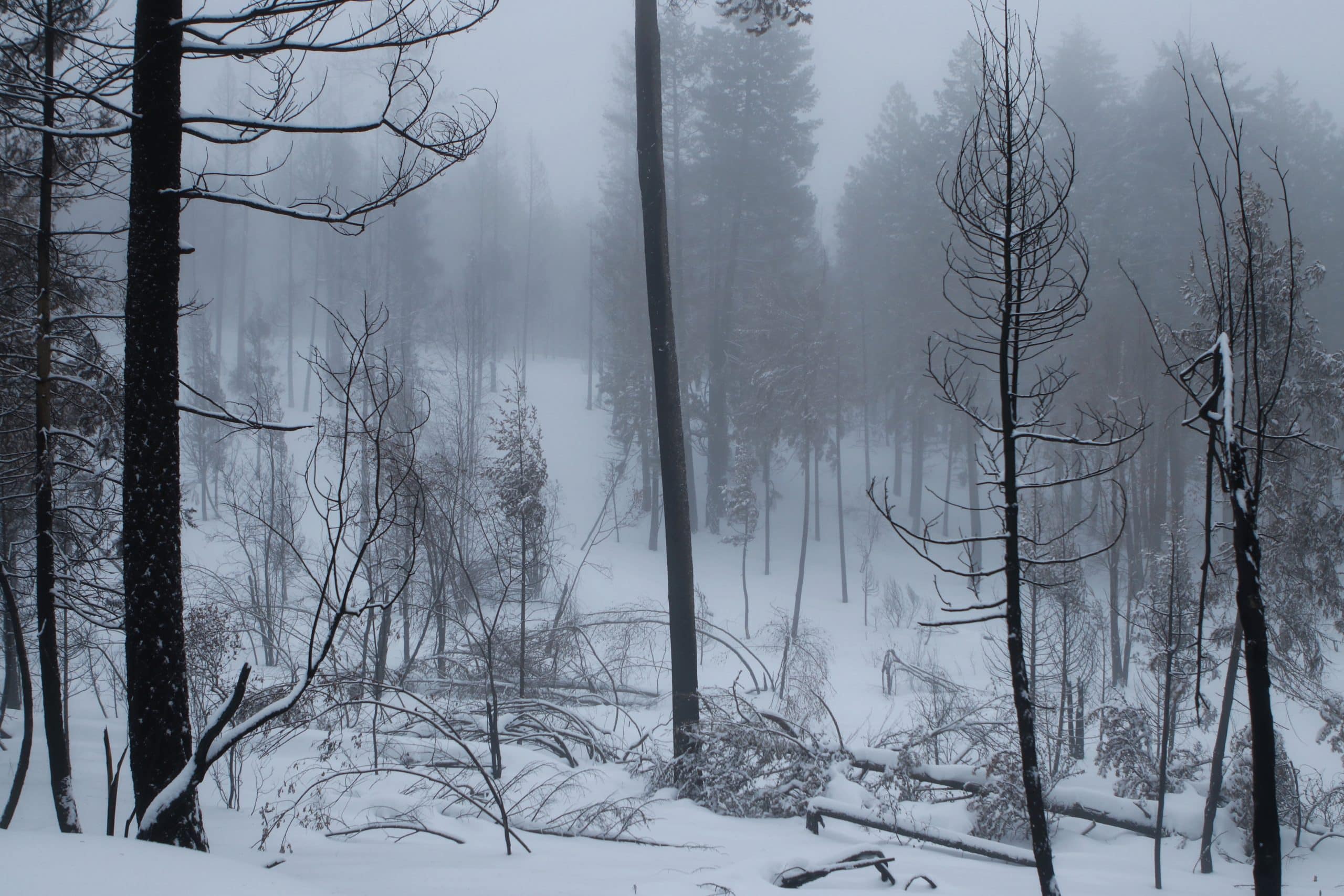Trees damaged by the 2021 Mount Law wildfire in an area of the Westbank First Nation Community Forest, near the upper Glenrosa neighbourhood in West Kelowna on Jan. 20, 2022.