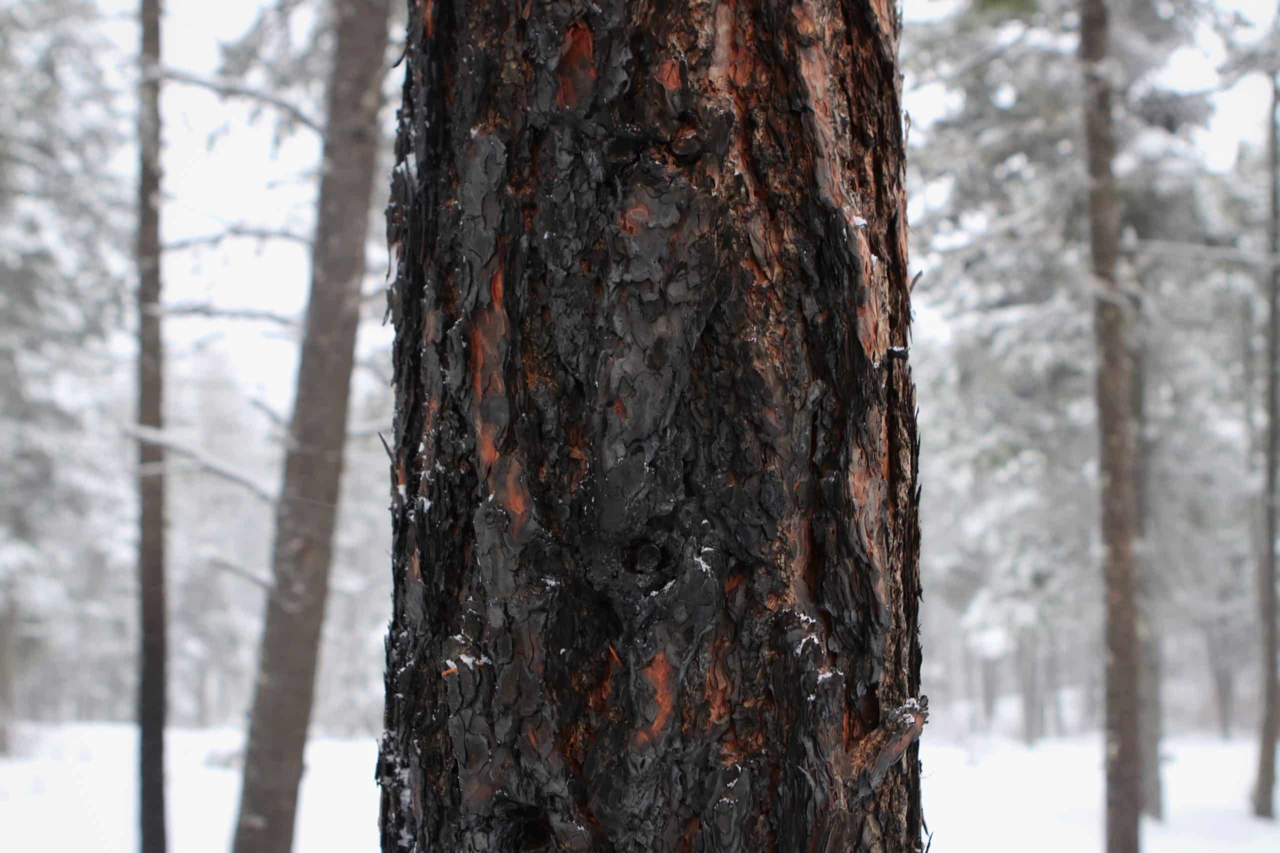 The charred trunk of a tree, burnt in the 2021 Mount Law wildfire.