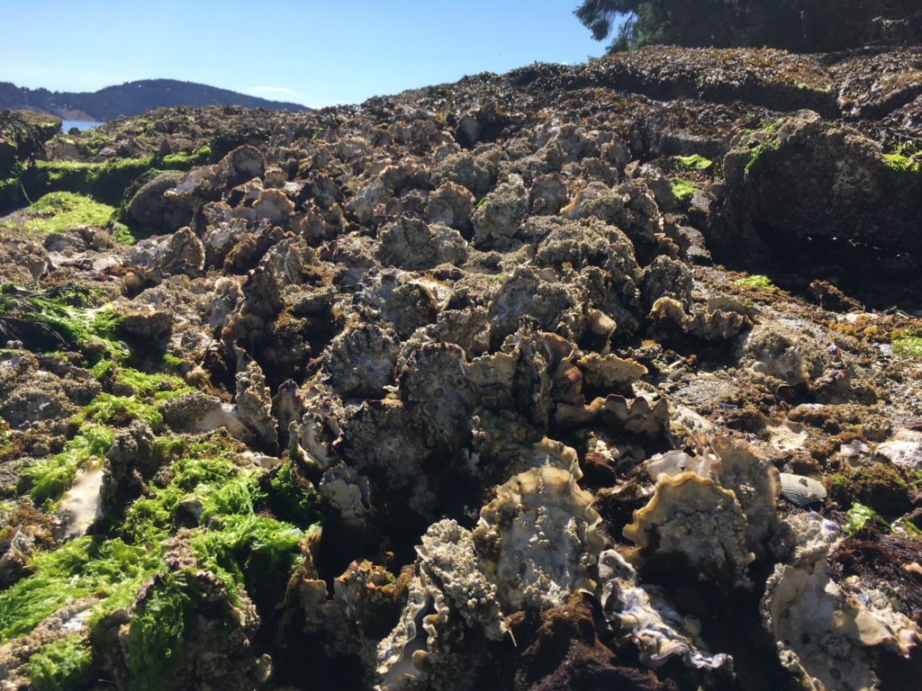 clam garden penelakut island