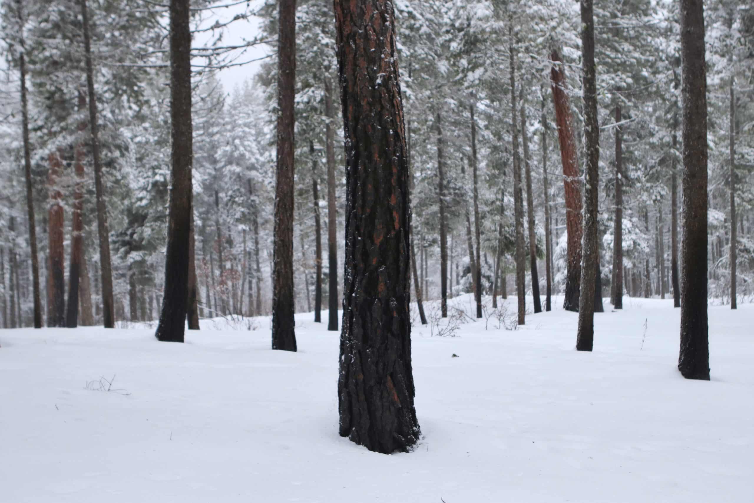 Burned trees stand in an area of the Westbank First Nation Community Forest near the upper Glenrosa neighbourhood in West Kelowna on Jan. 20, 2022.