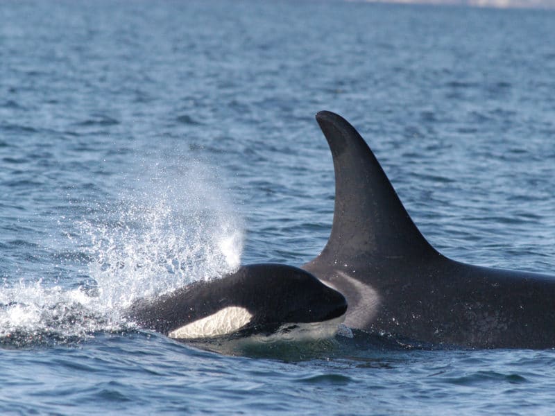 A southern resident killer whale mother and her calf are photographed swimming in 2004. Orcas stay with their mother throughout their lives, even after they have offspring of their own.