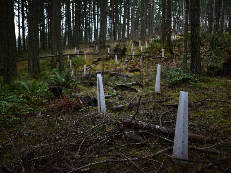 Plastic cones protect saplings planted in dense forest in North Cowichan Municipal Forest Reserve