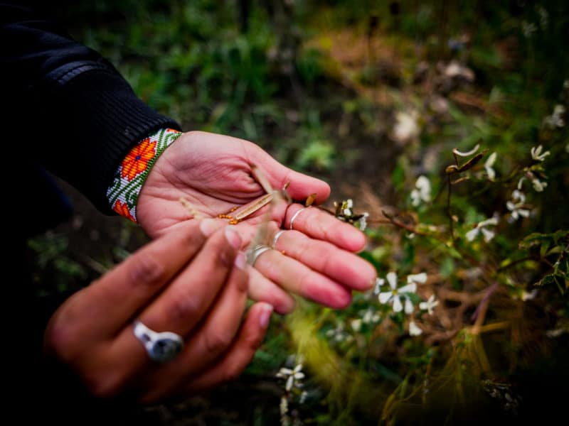 Wolverine's garden continues to fuel frontline land defenders all over Turtle Island, providing food security and sovereignty.