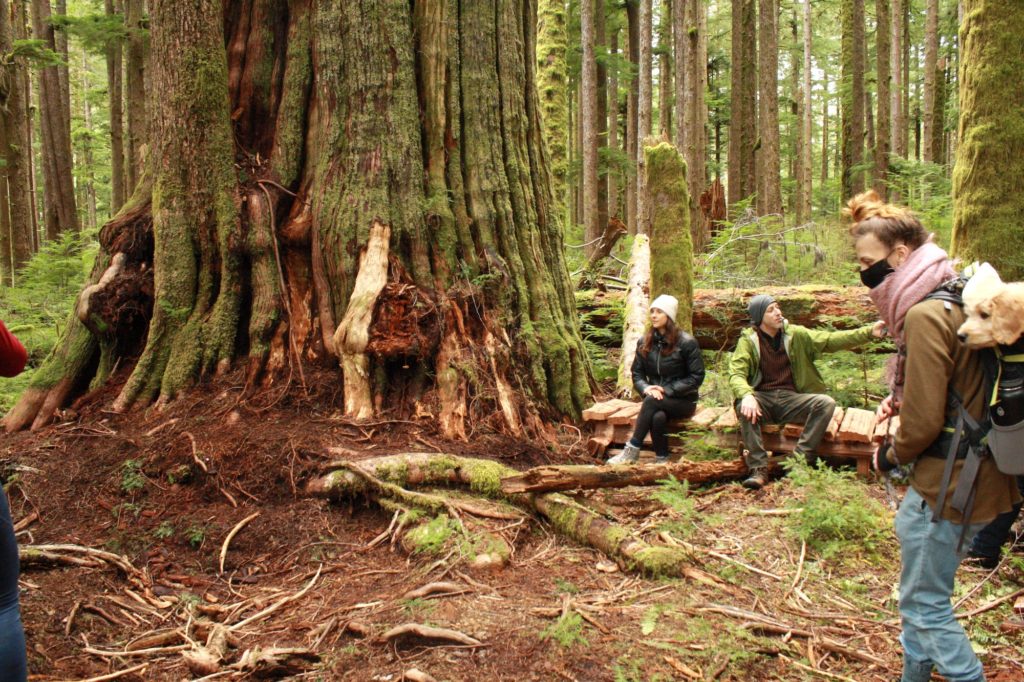 Visitors to the Fairy Creek Blockades stand among the "giants," large trees over 250 years old.