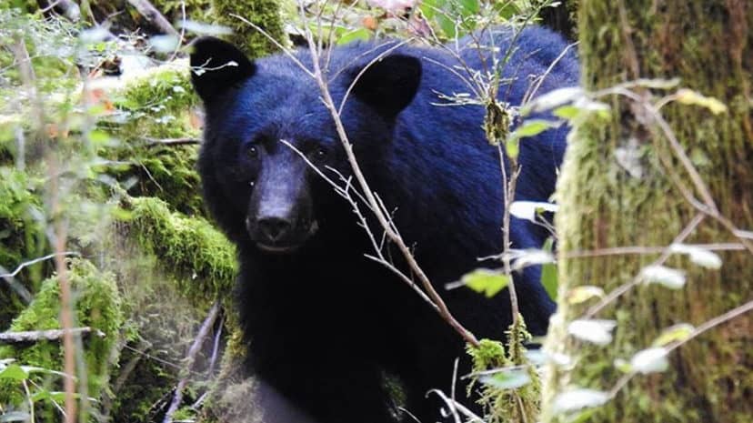 sooke bear