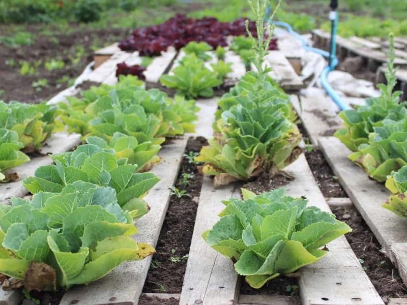 Growing food in Cowichan