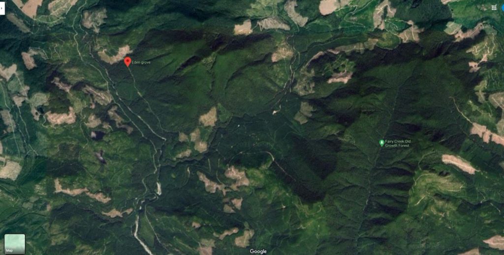 Wilderness Committee’s Torrance Coste says what can be seen here as dark green forest is “the best old growth, and it's what is being targeted.” To the left of the photo is Eden Grove. In the patch of clear cut just above the red marker is Big Lonely Doug. The Fairy Creek watershed is to the centre-right of the frame.