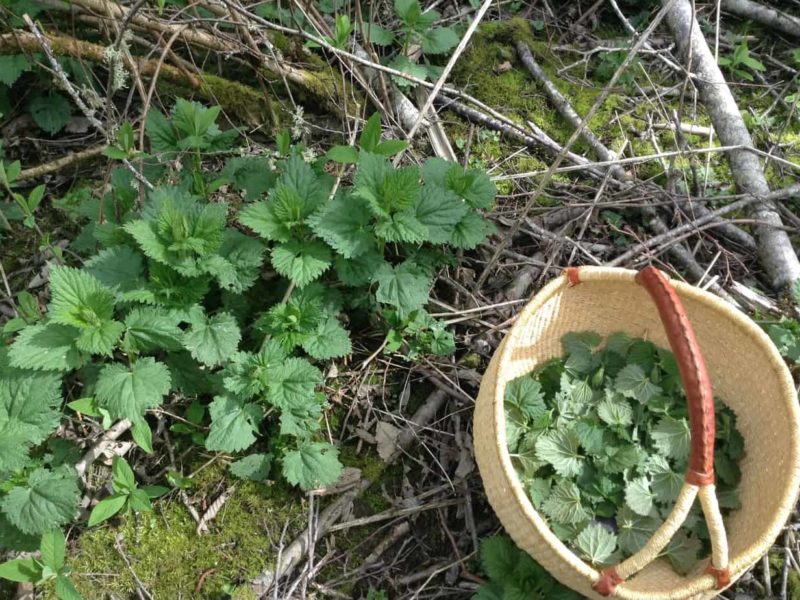 I took this photo while harvesting nettles that I will dry and give to the elders for tea. It reminds me that since the beginning elders have always needed harvesters and gatherers to support them, and now we have to remember that teaching. We need to gather food and medicine for our elders, and we need to make sure we do it in a safe way. Jared Qwustenuxun Williams/The Discourse Cowichan