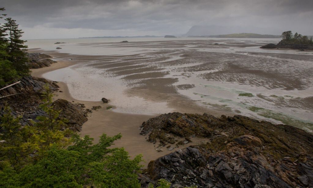 Flora Bank, an eelgrass habitat in the Skeena River estuary, is adjacent to Lelu Island. Research found that Flora Bank contains higher abundances of juvenile salmon than other locations in the estuary.Tavish Campbell