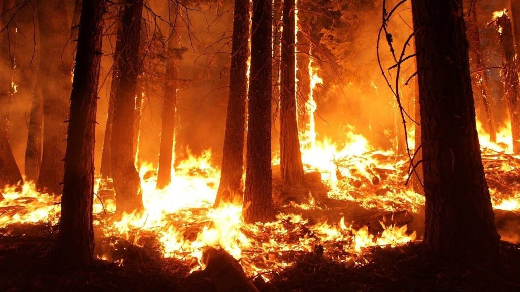 wildfire