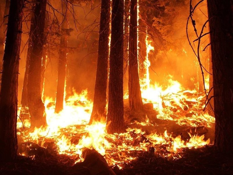 wildfire
