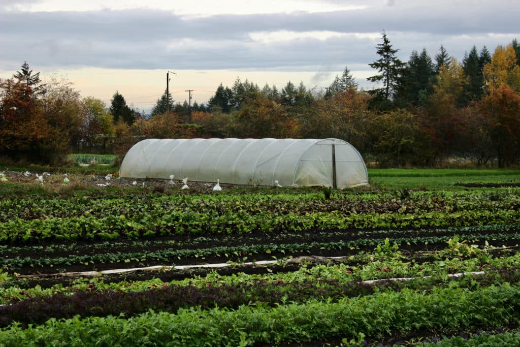 Rows of vegetables and a greenhouse