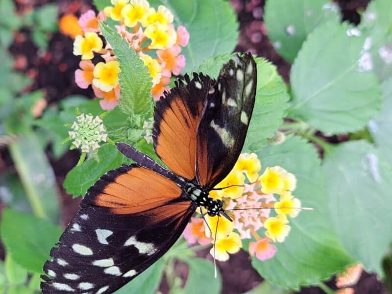 Monarch butterfly on some flowers, orange wings spread open