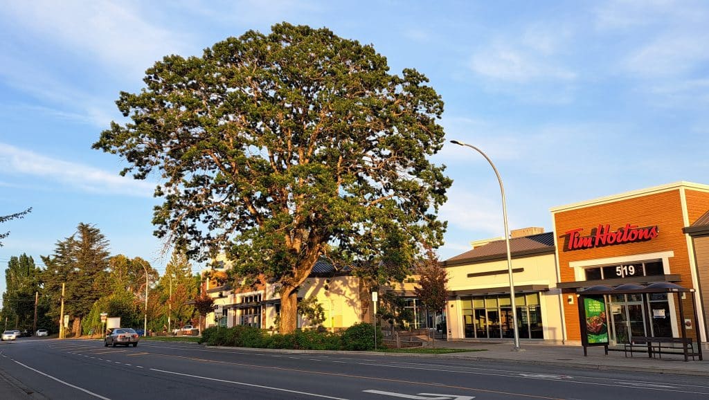 While the recently constructed University Village Mall preserved the trees in this established p’hwulhp ecosystem, the ecosystem around it had already long been developed for farm and residential use. <b>Photo by Lys Morton</b>