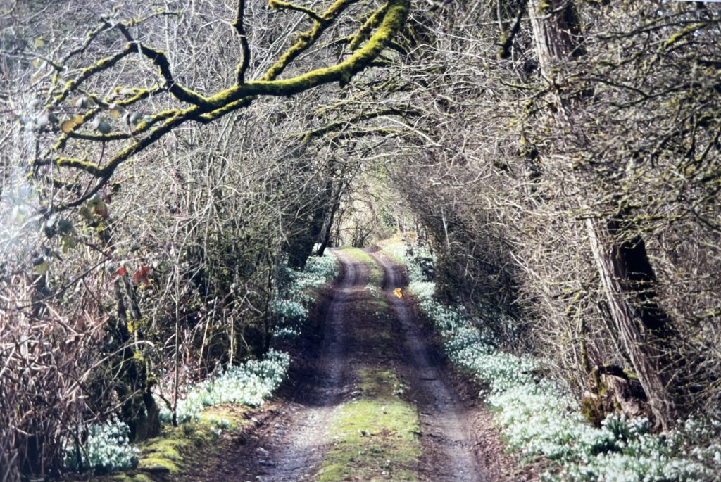 A hawthorn and black locust tree-lined driveway, with snowdrops as well.