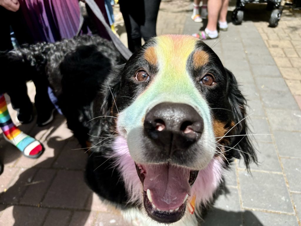 A close up of the face of a smiling shepherd or border collie looking dog